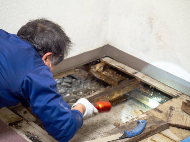 Mold Removal Process in North Liberty, IN