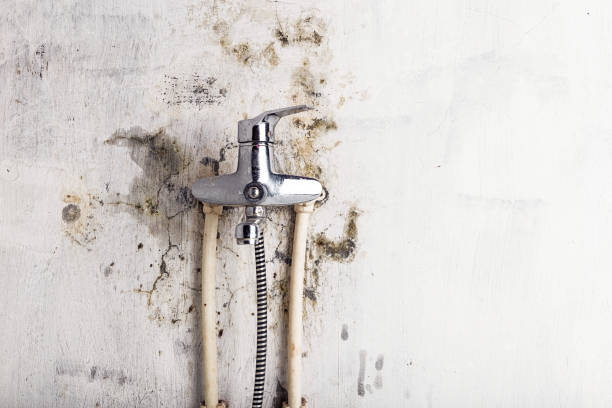 Best Home Mold Removal  in North Liberty, IN
