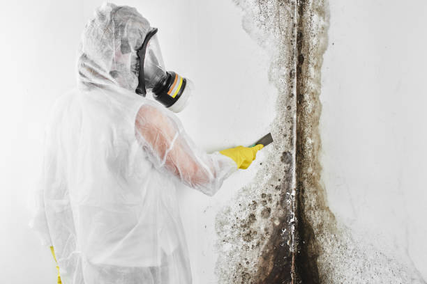 Best Certified Mold Removal  in North Liberty, IN