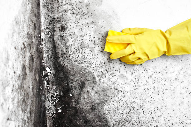 Best Best Mold Removal Companies  in North Liberty, IN