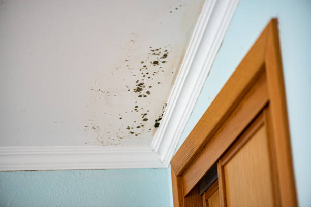 Best Office Mold Removal Services  in North Liberty, IN
