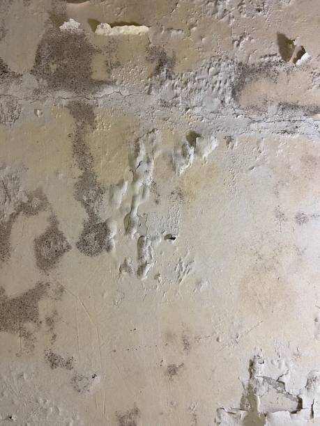 Best Mold Testing and Removal  in North Liberty, IN