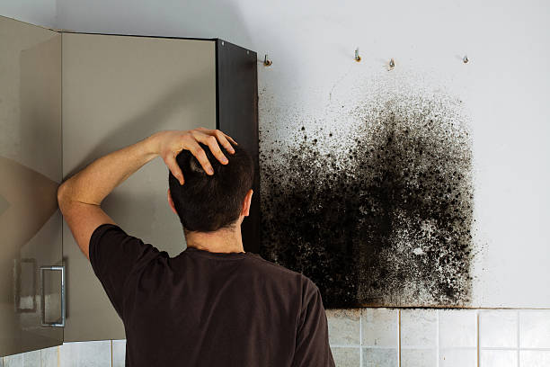 Best Fast Mold Removal  in North Liberty, IN