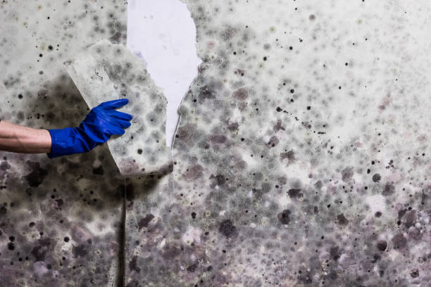 Best Mold Remediation  in North Liberty, IN